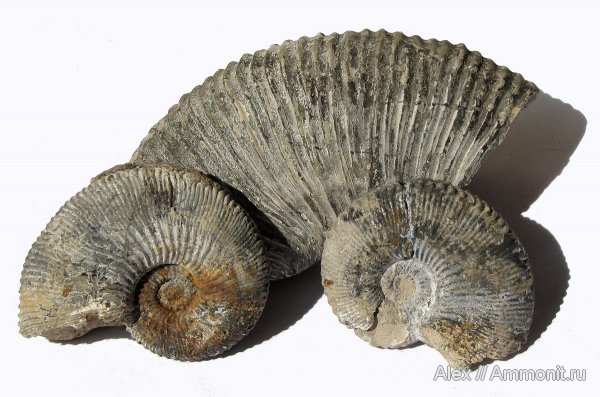 аммониты, Kosmoceras, келловей, Kosmoceratidae, Ammonites, Kosmoceras geminatum, Callovian, Middle Jurassic, Kosmoceras kuklikum