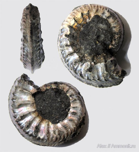аммониты, юра, Cardioceras, оксфорд, Cardioceratidae, Ammonites, Cardioceratinae, Oxfordian, Jurassic