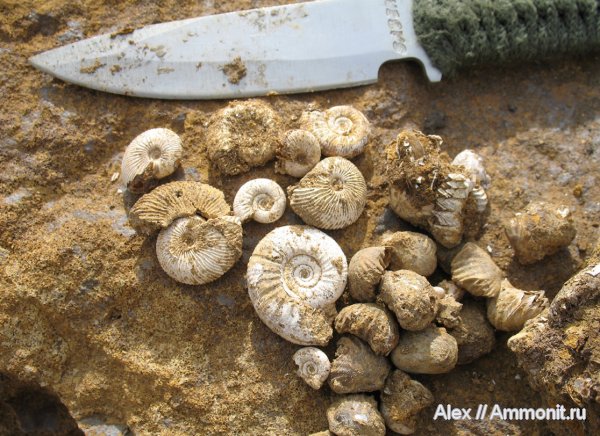 аммониты, брахиоподы, юра, нижний келловей, келловей, Ivanoviella, Perisphinctidae, Chamoussetia, Proplanulites, Спартак, Cardioceratidae, Ammonites, Callovian, Jurassic, Middle Jurassic, Lower Callovian