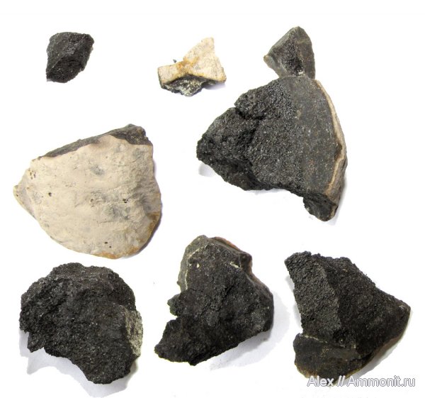 рептилии, юра, конкреции, кости, Jurassic