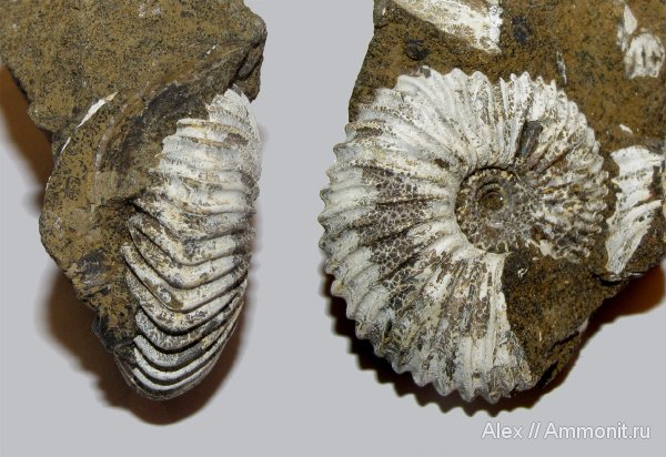 аммониты, юра, келловей, Pseudocadoceras, Cadoceratinae, Cardioceratidae, Ammonites, Callovian, Jurassic, Middle Jurassic