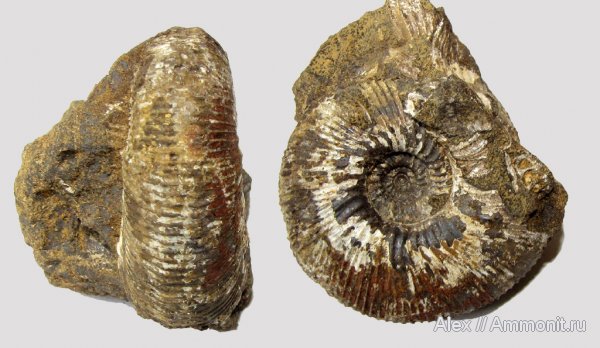 аммониты, юра, келловей, Kepplerites, Kosmoceratidae, Ammonites, Callovian, Jurassic, Middle Jurassic
