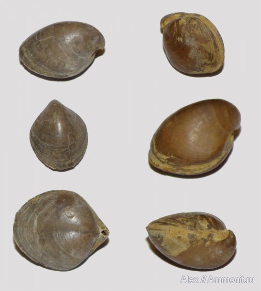 брахиоподы, юра, нижний келловей, келловей, Terebratulida, Callovian, Jurassic, Middle Jurassic, Lower Callovian