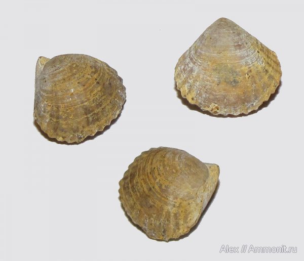 брахиоподы, юра, нижний келловей, келловей, Rhynchonellida, Callovian, Jurassic, Middle Jurassic, Lower Callovian