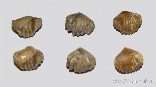 брахиоподы, юра, нижний келловей, келловей, Ivanoviella, Ivanoviella alemanica, Rhynchonellida, Callovian, Jurassic, Middle Jurassic, Lower Callovian