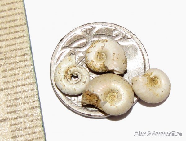 аммониты, юра, нижний келловей, келловей, Chamoussetia, Proplanulites, Ammonites, Callovian, Jurassic, Middle Jurassic, Lower Callovian