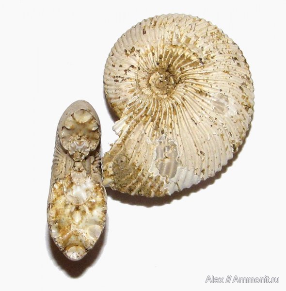 аммониты, юра, нижний келловей, келловей, Chamoussetia, Спартак, поперечное сечение, Cadoceratinae, Cardioceratidae, Ammonites, Callovian, Jurassic, Middle Jurassic, Lower Callovian