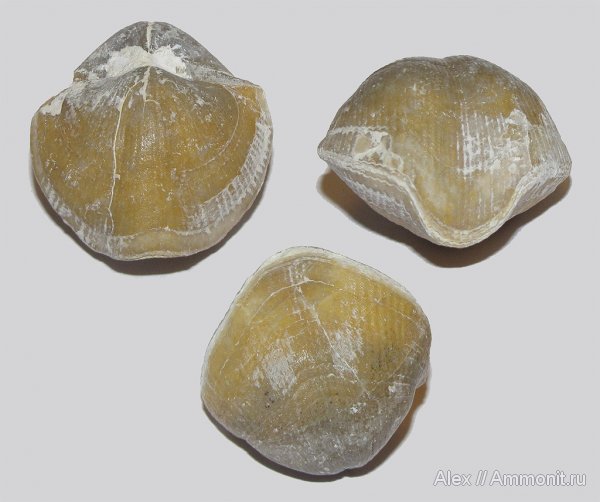 брахиоподы, карбон, Голутвин, Choristites, каменноугольный период, Carboniferous, Choristites mosquensis, Spiriferida