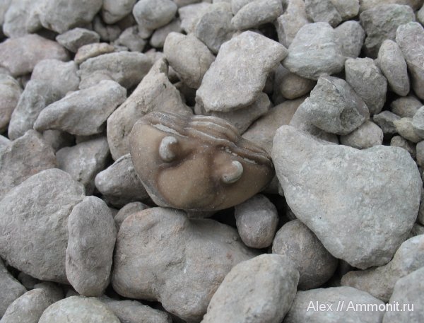 трилобиты, ордовик, р. Волхов, Asaphus, Ordovician