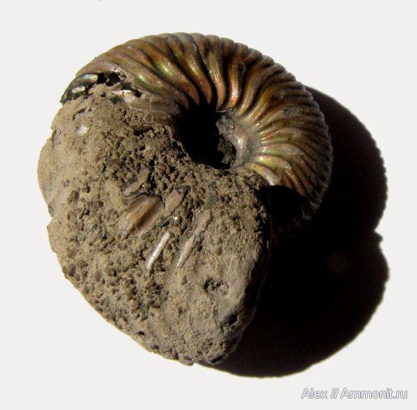 аммониты, юра, Cardioceras, оксфорд, копролиты, Cardioceratidae, Ammonites, Oxfordian, Фекальные пеллеты