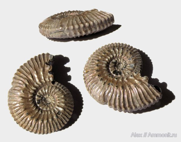 аммониты, юра, Kosmoceras, келловей, прижизненные повреждения, Kosmoceratidae, Ammonites, ammonoid sublethal injuries, Callovian, Jurassic, Middle Jurassic
