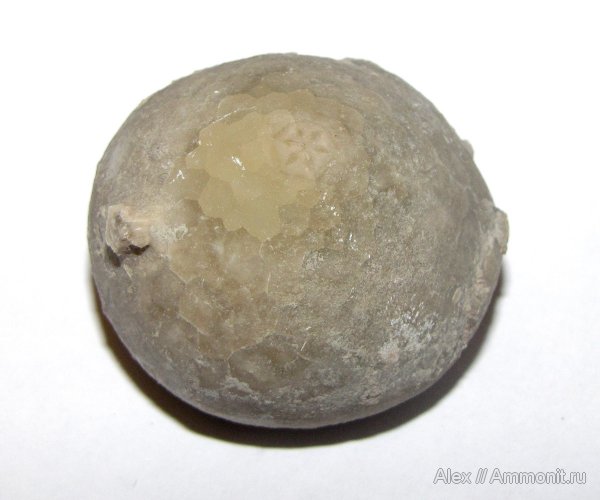 иглокожие, ордовик, цистоидеи, Echinosphaerites, Echinosphaerites aurantium, Ordovician