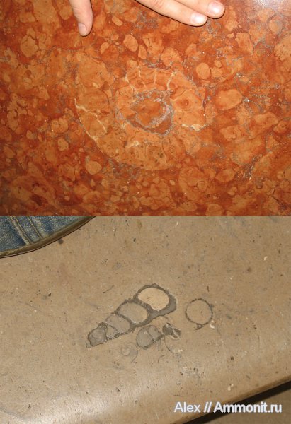 окаменелости, аммониты, гастроподы, Москва, ГУМ, Ammonites, Fossils