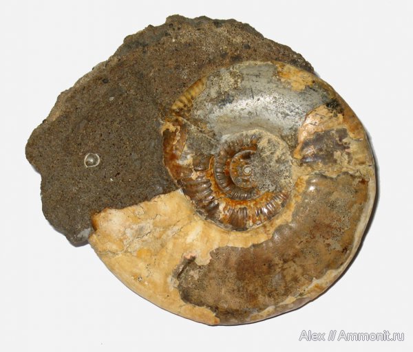 аммониты, юра, Indosphinctes mutatus, Indosphinctes, Никитино, Perisphinctidae, Ammonites, Jurassic