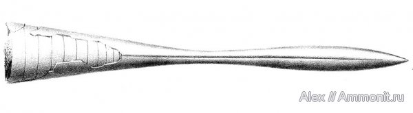 белемниты, Hibolites, ростры, Hibolithes hastatus, Hibolithes, hibolites hastatus, belemnites