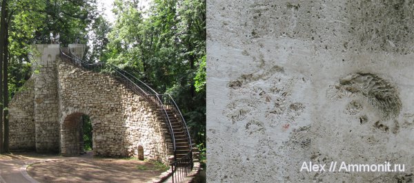 окаменелости, карбон, кораллы, Москва, известняк, Царицыно, Fossils
