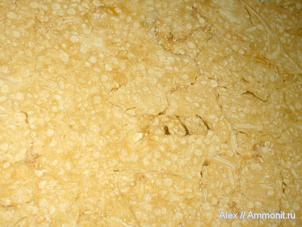 фораминиферы, Израиль, Нетания