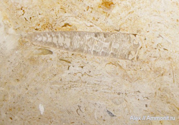 гастроподы, Израиль, Нетания