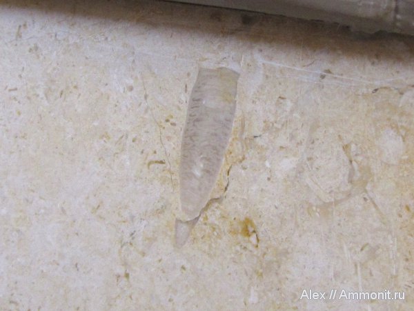 гастроподы, Израиль, Нетания