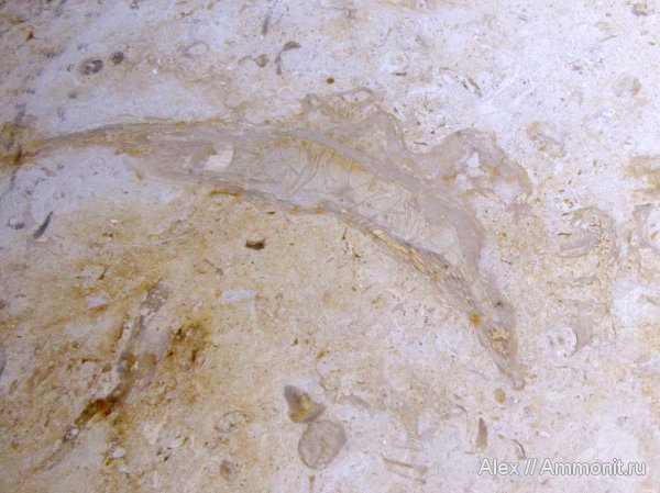 кораллы, Израиль, Нетания