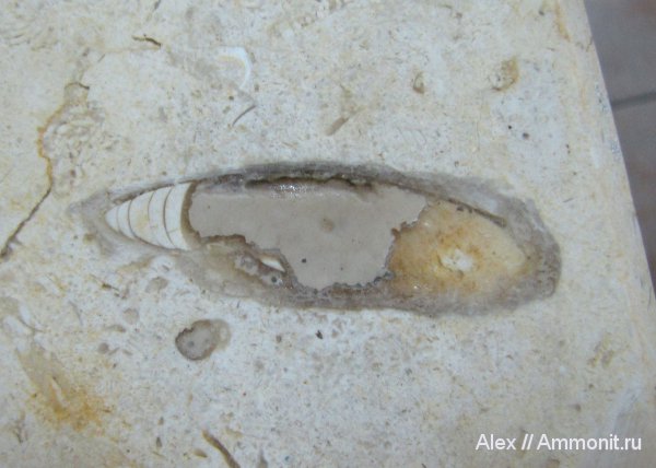 белемниты, головоногие моллюски, аулакоцератиды, Израиль, belemnites