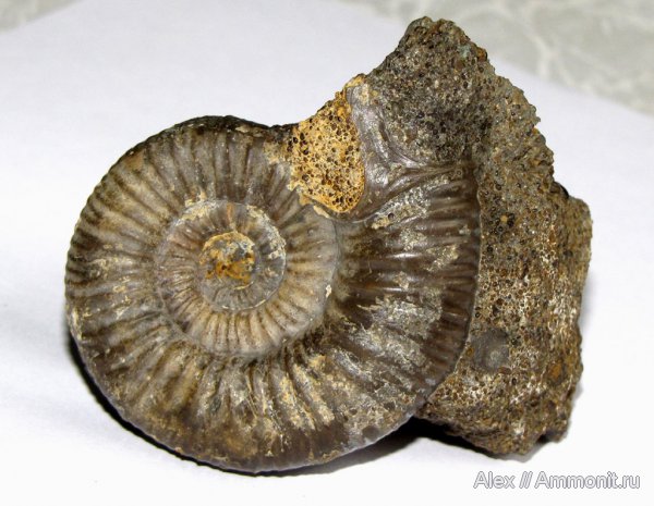 аммониты, юра, микроконхи, нижний келловей, келловей, Indosphinctes, Никитино, Perisphinctidae, ушки, устье, Indosphinctes nikitinoensis, Ammonites, Microconchs, lappets, Callovian, Jurassic, Middle Jurassic, Lower Callovian