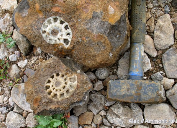 аммониты, келловей, Rondiceras, Никитино, Ammonites, Callovian, Middle Jurassic