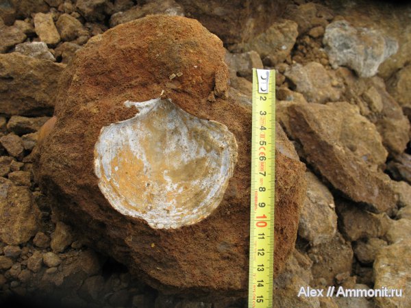 двустворки, нижний келловей, келловей, гребешки, Ctenostreon, Callovian, Middle Jurassic, Lower Callovian