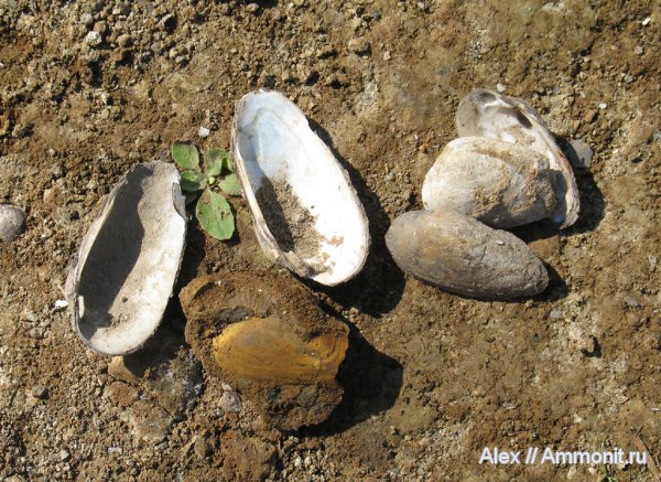 двустворки, нижний келловей, Никитино, Lower Callovian