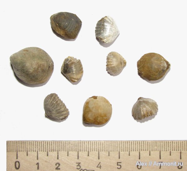 брахиоподы, юра, келловей, Никитино, Zeilleria, Ivanoviella, Ivanoviella alemanica, Rhynchonellida, Terebratulida, Callovian, Jurassic, Middle Jurassic