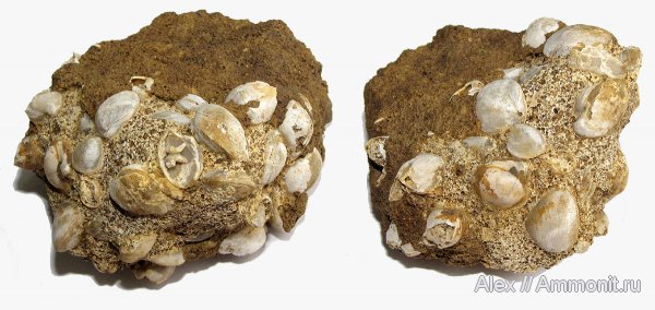 брахиоподы, юра, келловей, Никитино, Zeilleria, Terebratulida, Callovian, Jurassic, Middle Jurassic