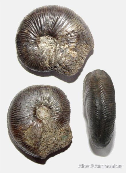 аммониты, Kosmoceras, келловей, Никитино, прижизненные повреждения, Gulielmiceras, Ammonites, Callovian, Middle Jurassic