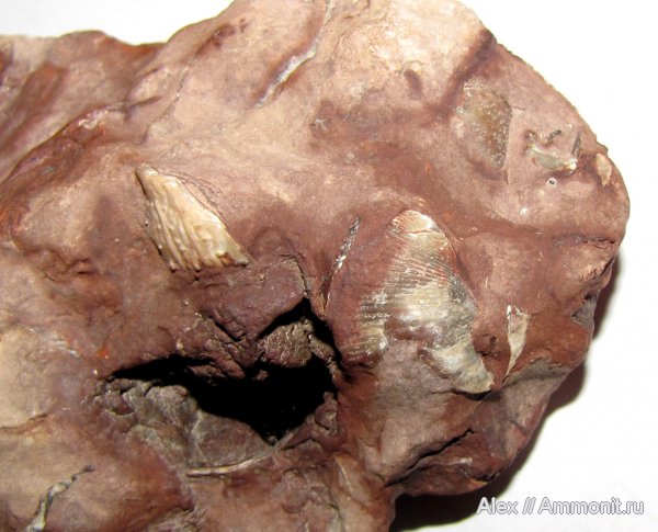 брахиоподы, девон, Devonian, Ильмень