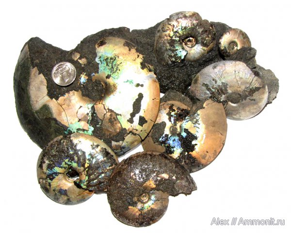 юра, волжский ярус, Garniericeras, Еганово, Garniericeras catenulatum, Volgian, Jurassic