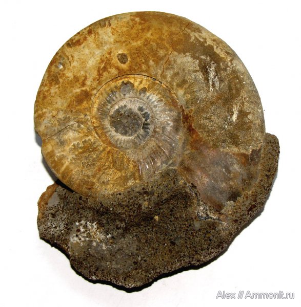 аммониты, юра, нижний келловей, келловей, Indosphinctes mutatus, Indosphinctes, Никитино, Perisphinctidae, Ammonites, Callovian, Jurassic, Middle Jurassic, Lower Callovian