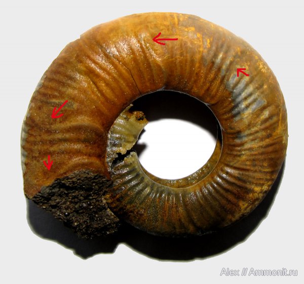 аммониты, юра, нижний келловей, келловей, Никитино, Choffatia, Perisphinctidae, Ammonites, parabolae, Megastriae, Callovian, Jurassic, Middle Jurassic, Lower Callovian
