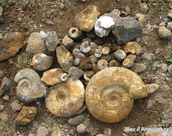 аммониты, юра, нижний келловей, келловей, Indosphinctes mutatus, Rondiceras, Indosphinctes, Никитино, Sigaloceras, Indosphinctes vischniakoffi, Ammonites, Callovian, Jurassic, Middle Jurassic, Lower Callovian