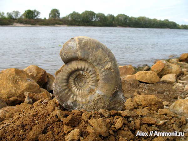 аммониты, юра, келловей, Indosphinctes mutatus, Indosphinctes, Никитино, Perisphinctidae, Ammonites, Callovian, Jurassic, Middle Jurassic