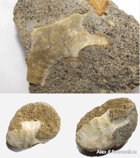 аммониты, юра, нижний келловей, келловей, Indosphinctes, ушки, устье, Ammonites, Microconchs, lappets, Callovian, Jurassic, Middle Jurassic, Lower Callovian