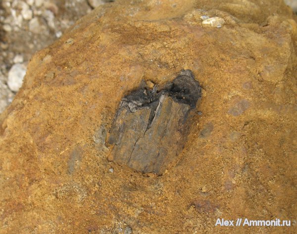 юра, окаменевшее дерево, нижний келловей, келловей, Флора, Никитино, Callovian, Jurassic, Middle Jurassic, Lower Callovian