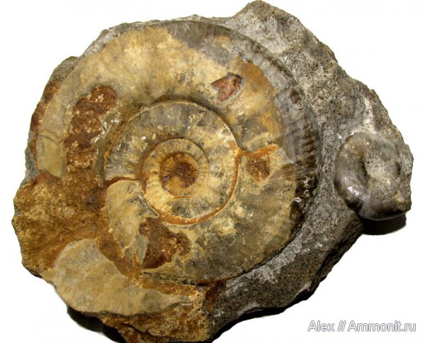 аммониты, юра, Kosmoceras, нижний келловей, келловей, Indosphinctes mutatus, Indosphinctes, Никитино, Perisphinctidae, Sigaloceras, Kosmoceras enodatum, Ammonites, Callovian, Jurassic, Middle Jurassic, Lower Callovian