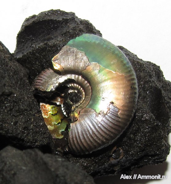 аммониты, юра, волжский ярус, Еганово, Craspedites, Ammonites, Craspeditidae, Volgian, Jurassic