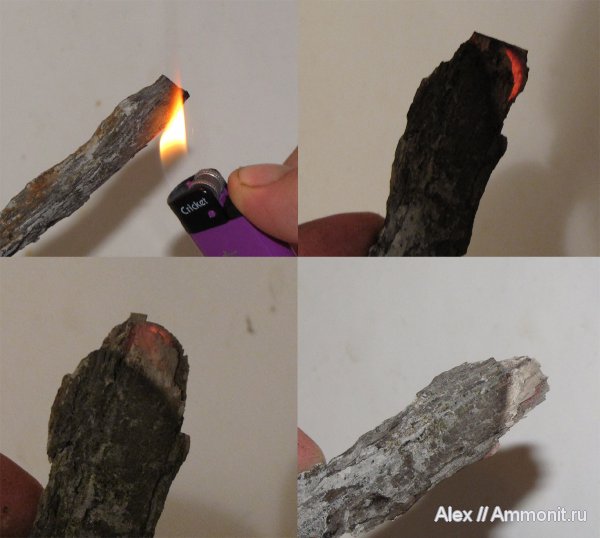 юра, окаменевшее дерево, келловей, Никитино, Callovian, Jurassic, Middle Jurassic