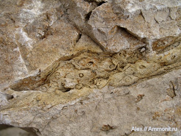 карбон, Флора, Спартак, stigmaria, стигмарии