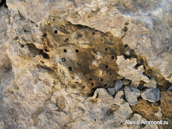 карбон, Флора, нижний карбон, stigmaria, стигмарии