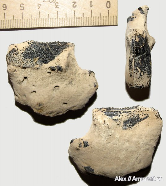 юра, келловей, ракообразные, раки, Glypheopsis, Змеинка, Callovian, Jurassic, Middle Jurassic