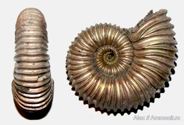 аммониты, юра, оксфорд, Peltoceras, Спартак, Peltoceratoides, Peltoceratoides athletoides, Ammonites, Peltoceratinae, Aspidoceratidae, Rursiceras, Oxfordian, Jurassic