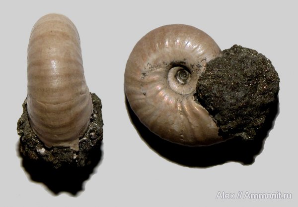 аммониты, юра, Funiferites, келловей, прижизненная окраска, Спартак, Cadoceratinae, Cardioceratidae, Ammonites, ammonite color pattern, Callovian, Jurassic, Middle Jurassic