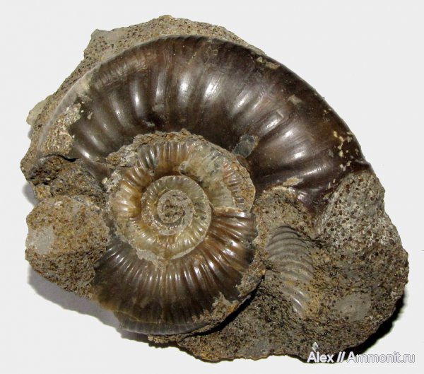 аммониты, микроконхи, нижний келловей, келловей, Indosphinctes, Никитино, Perisphinctidae, ушки, устье, Ammonites, Microconchs, lappets, Callovian, Middle Jurassic, Lower Callovian