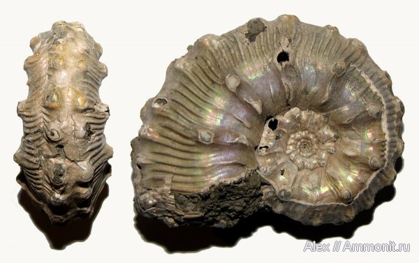 аммониты, юра, Kosmoceras, келловей, Спартак, Kosmoceras gemmatum, Kosmoceratidae, Ammonites, Callovian, Jurassic, Middle Jurassic